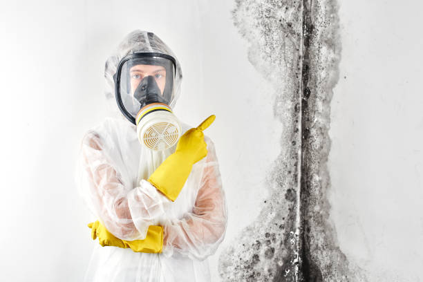 Why You Should Choose Our Mold Remediation Services in Dumont, NJ